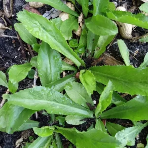 Culantro Seeds - Organic, Non-GMO Mexican Coriander - 200+ Herb Seeds - Indoor/Outdoor - Image 2