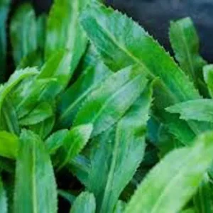 Culantro Seeds - Recao Sawtooth Mexican Coriander Ngò gai - Herb Seeds - Image 2