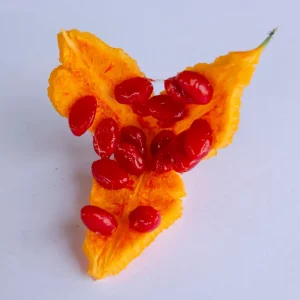 Cundeamor (Momordica charantia) Seeds - 25 Seed Pack for Bitter Melon - Image 2