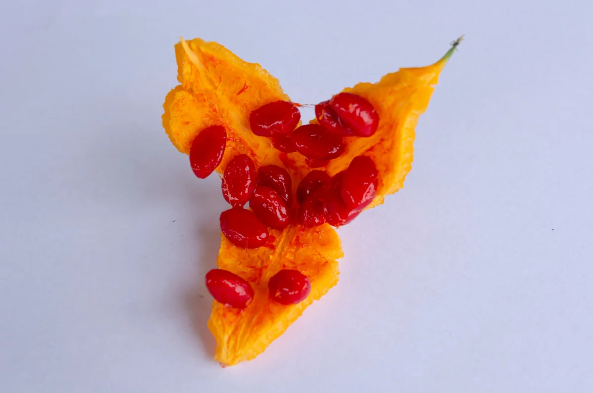 Cundeamor (Momordica charantia) Seeds - 25 Seed Pack for Bitter Melon - Image 2