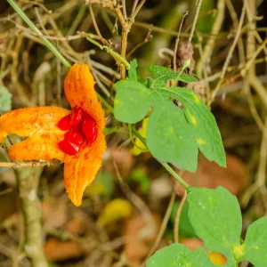 Cundeamor (Momordica charantia) Seeds - 25 Seed Pack for Bitter Melon - Image 1