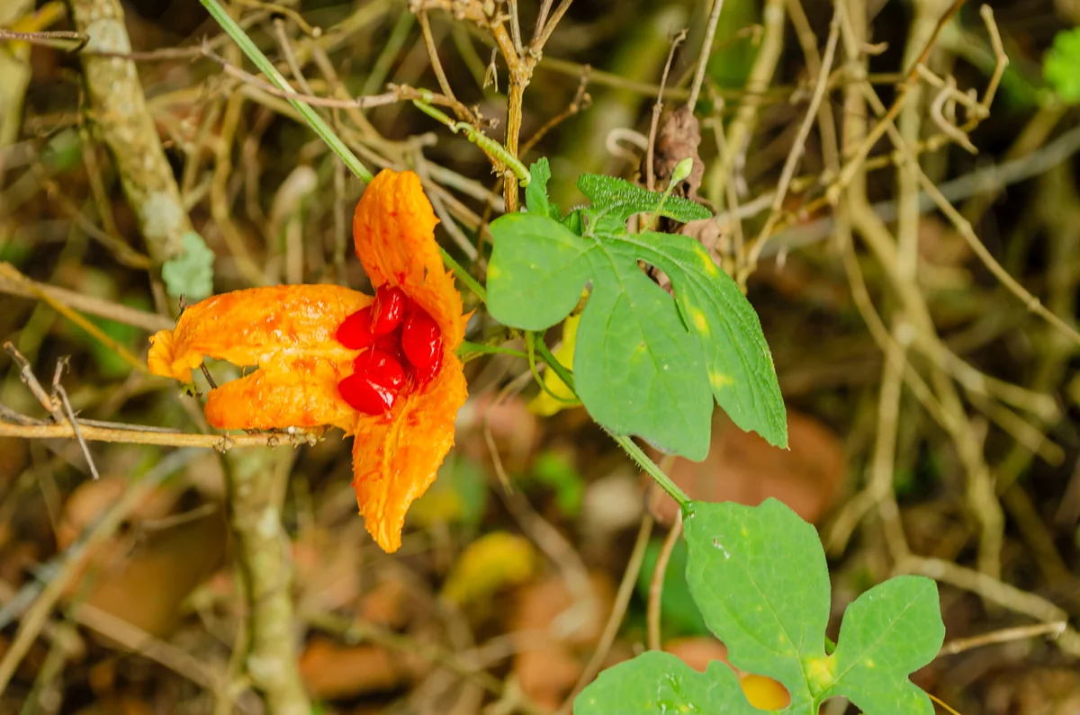 Cundeamor (Momordica charantia) Seeds - 25 Seed Pack for Bitter Melon - Image 1