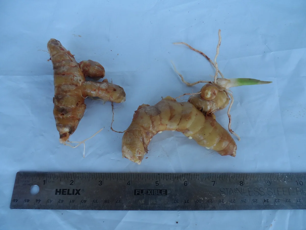 Curcuma Petiolata Hidden Pink Ginger Rhizomes - 2 Large Plant Starts - Image 2