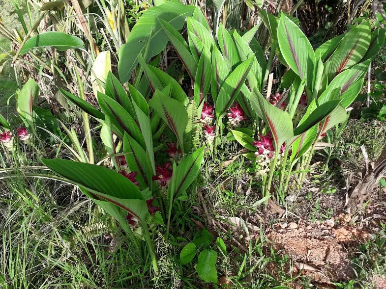 Curcuma Petiolata Hidden Pink Ginger Rhizomes - 2 Large Plant Starts - Image 3