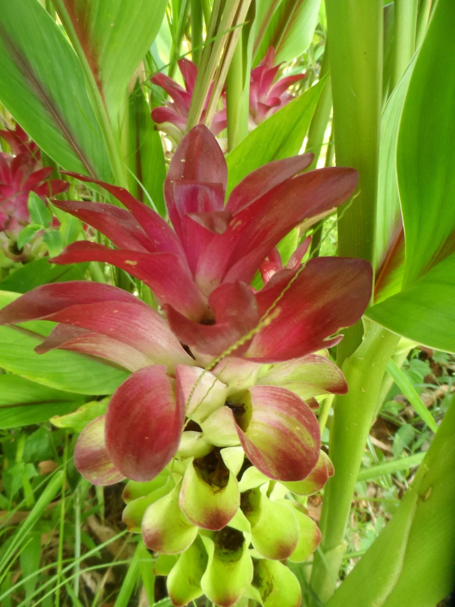 Curcuma Petiolata Hidden Pink Ginger Rhizomes - 2 Large Plant Starts - Image 4