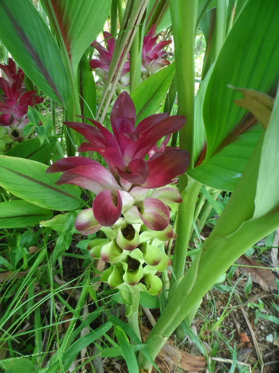 Curcuma Petiolata Hidden Pink Ginger Rhizomes - 2 Large Plant Starts - Image 1