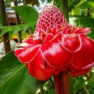 Curcuma Red Flower Plant - 3 Rhizomes - Fast Growing Turmeric Live Plant - Image 1