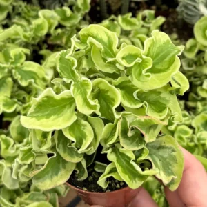 Curly Devil's Backbone Variegated Succulent Live Plant | 3 Inch Pot | Pedilanthus tithymaloides 'Nana Variegata' - Image 2