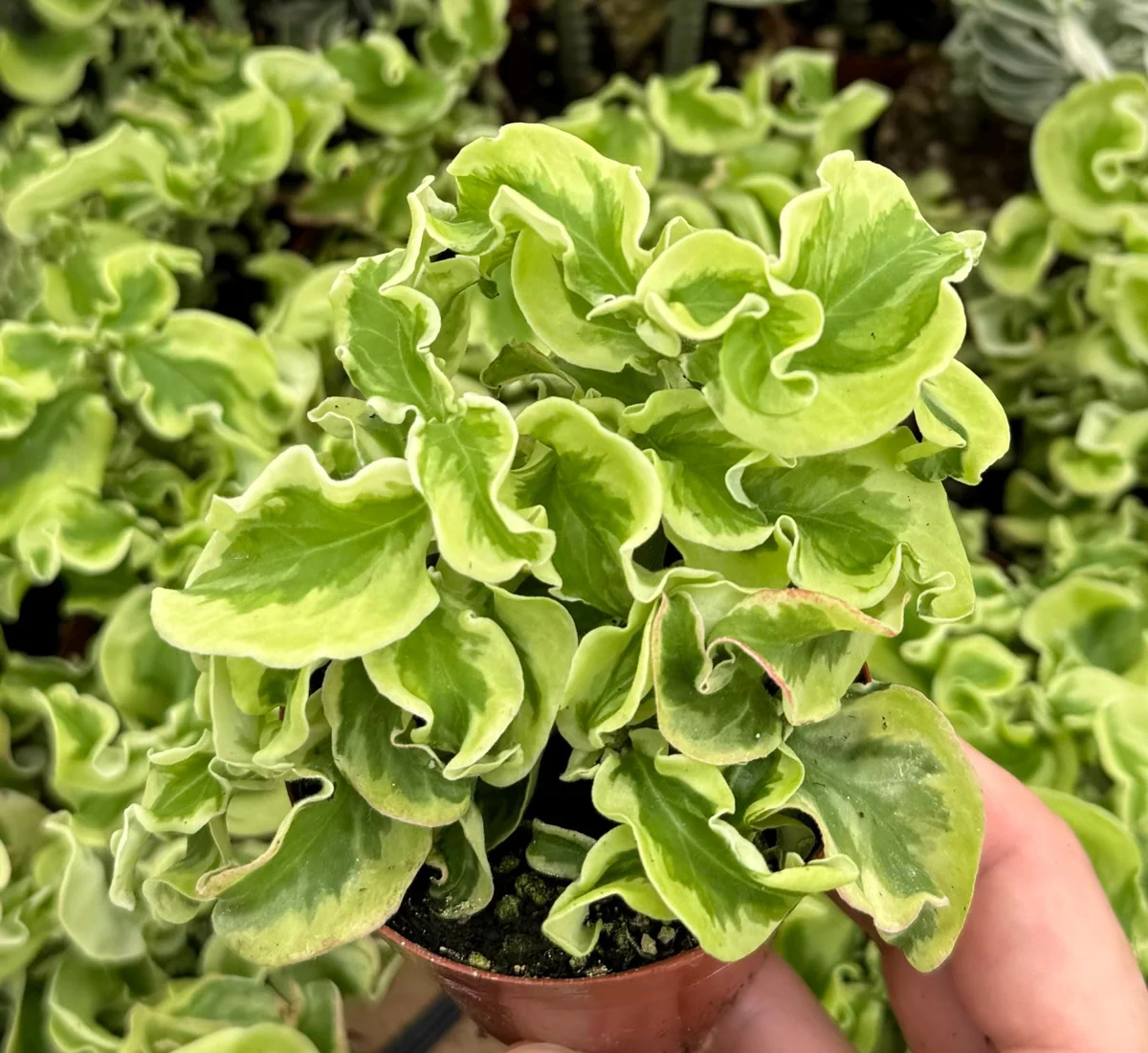 Curly Devil's Backbone Variegated Succulent Live Plant | 3 Inch Pot | Pedilanthus tithymaloides 'Nana Variegata' - Image 2