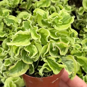 Curly Devil's Backbone Variegated Succulent Live Plant | 3 Inch Pot | Pedilanthus tithymaloides 'Nana Variegata' - Image 3