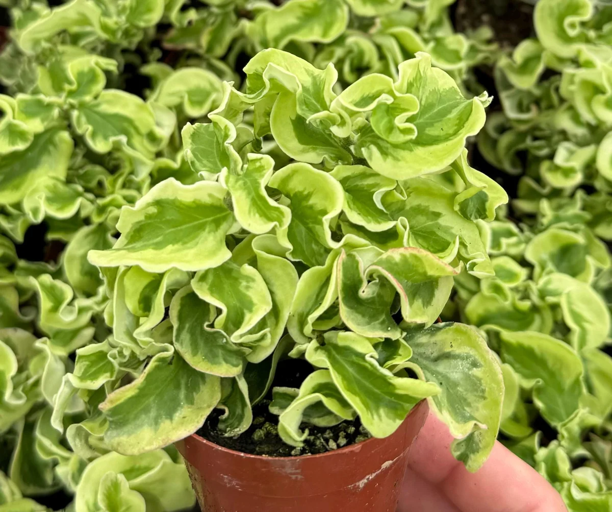 Curly Devil's Backbone Variegated Succulent Live Plant | 3 Inch Pot | Pedilanthus tithymaloides 'Nana Variegata' - Image 3