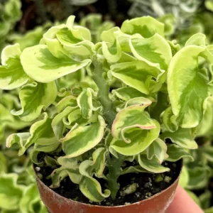 Curly Devil's Backbone Variegated Succulent Live Plant | 3 Inch Pot | Pedilanthus tithymaloides 'Nana Variegata' - Image 1