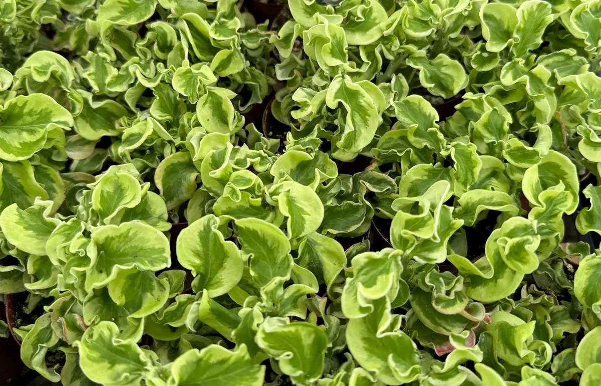 Curly Devil's Backbone Variegated Succulent Live Plant | 3 Inch Pot | Pedilanthus tithymaloides 'Nana Variegata' - Image 5