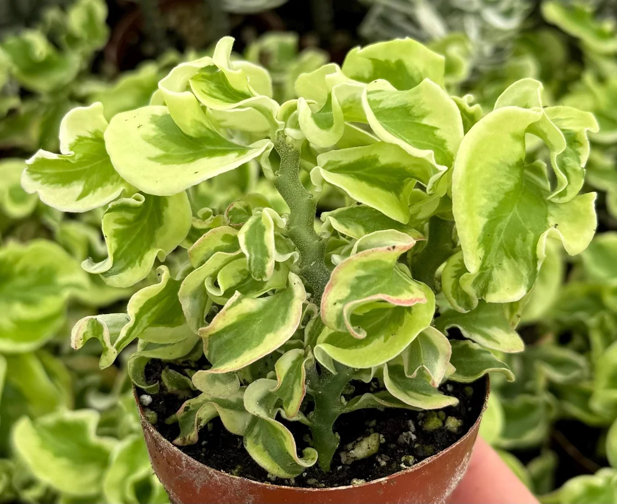 Curly Devil's Backbone Variegated Succulent Live Plant | 3 Inch Pot | Pedilanthus tithymaloides 'Nana Variegata' - Image 1