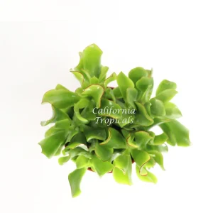 Curly Jade Succulent Live Plant – 4 inch Pot – Indoor Houseplant - Image 2