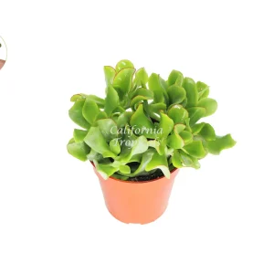 Curly Jade Succulent Live Plant – 4 inch Pot – Indoor Houseplant - Image 1