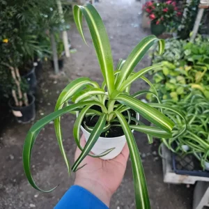 Curly Spider Plant Live Plant - 2 Inch Pot - Air Purifying Indoor Houseplant - Image 2