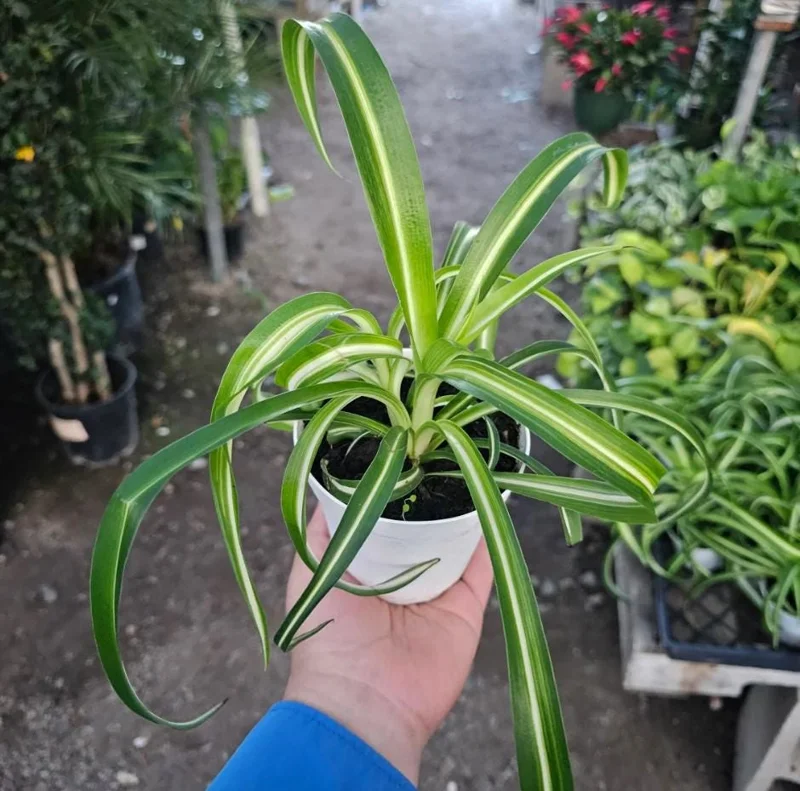 Curly Spider Plant Live Plant - 2 Inch Pot - Air Purifying Indoor Houseplant - Image 2