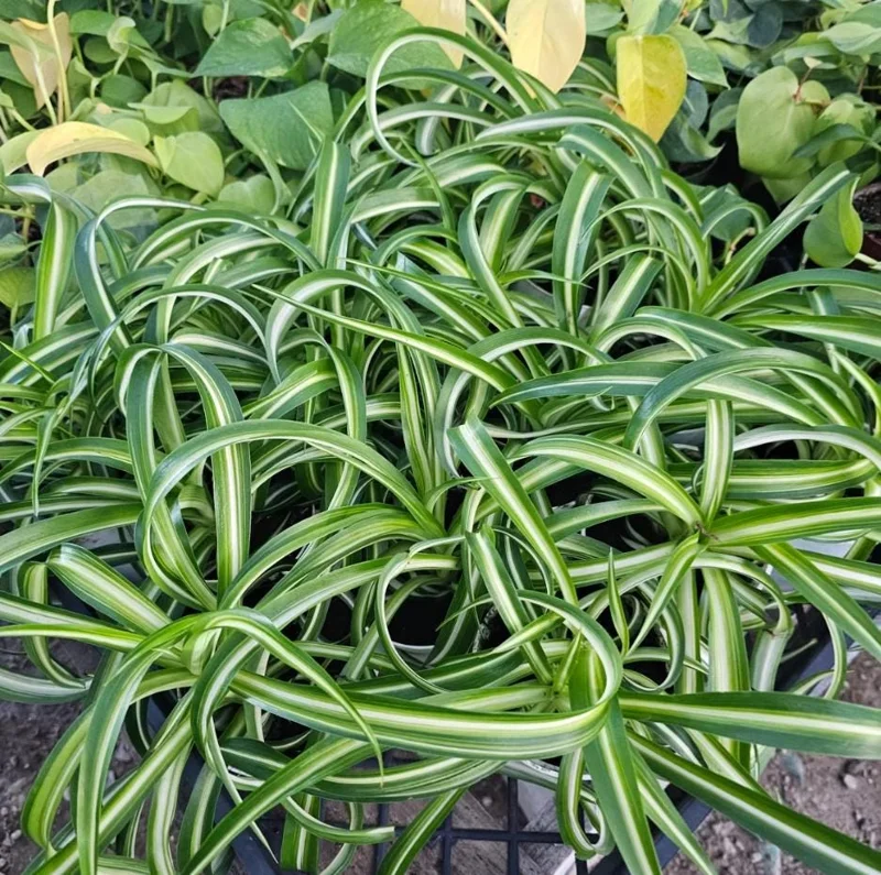 Curly Spider Plant Live Plant - 2 Inch Pot - Air Purifying Indoor Houseplant - Image 3
