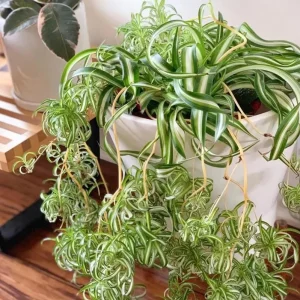 Curly Spider Plant Live Plant - 2 Inch Pot - Air Purifying Indoor Houseplant - Image 4