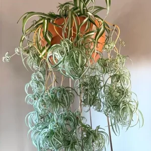 Curly Spider Plant Live Plant - 2 Inch Pot - Air Purifying Indoor Houseplant - Image 5