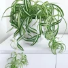 Curly Spider Plant Live Plant - 2 Inch Pot - Air Purifying Indoor Houseplant - Image 1