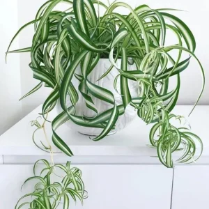 Curly Spider Plant Live Plant - 2 Inch Pot - Air Purifying Indoor Houseplant - Image 1
