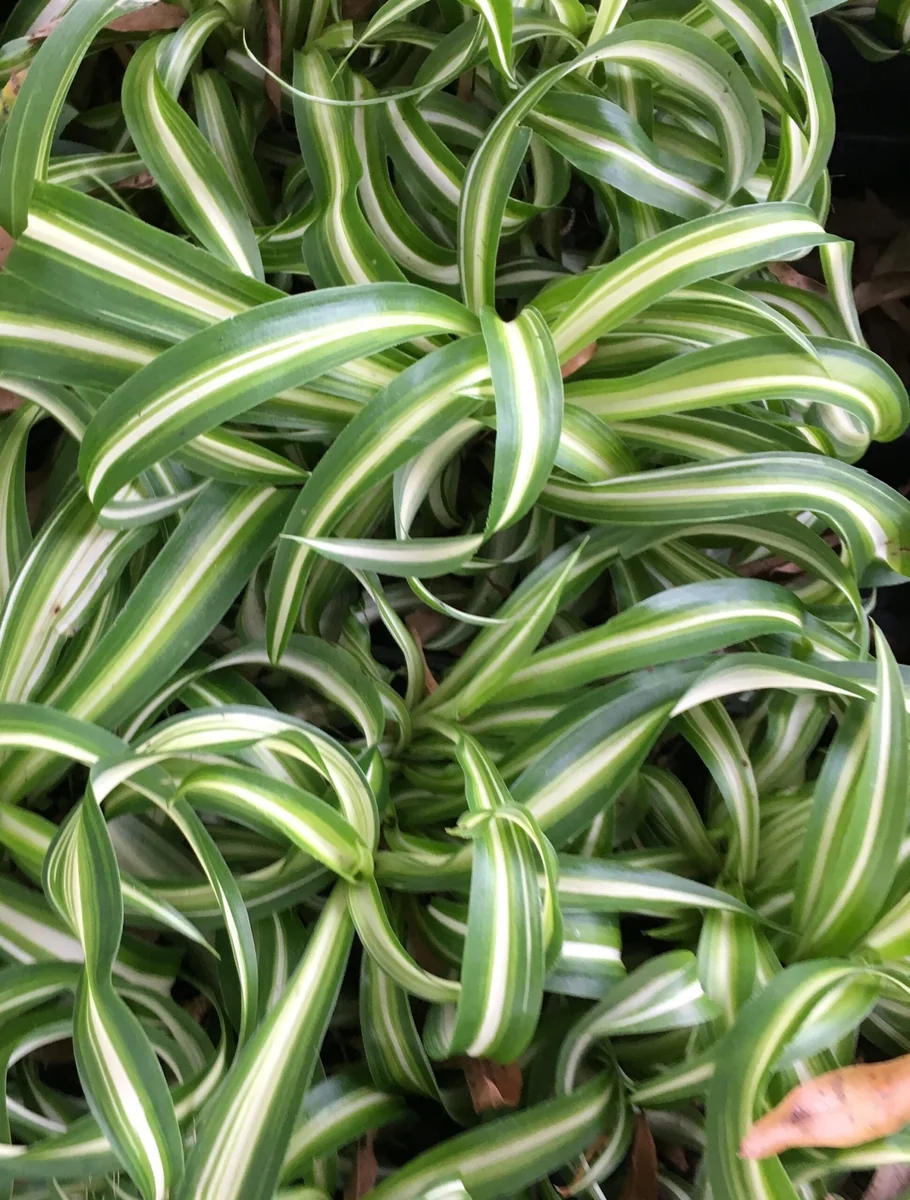 Curly Spider Plant Live Plant - 4 inch Pot - Easy Care Houseplant - Image 1