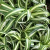 Curly Spider Plant Live Plant - 4 inch Pot - Easy Care Houseplant - Image 1
