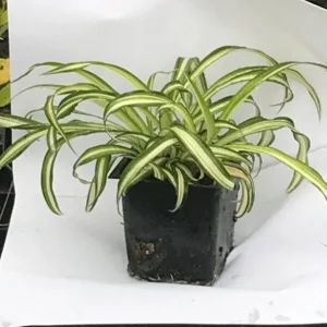 Curly Spider Plant Live Plant - 4 inch Pot - Easy Care Houseplant - Image 2