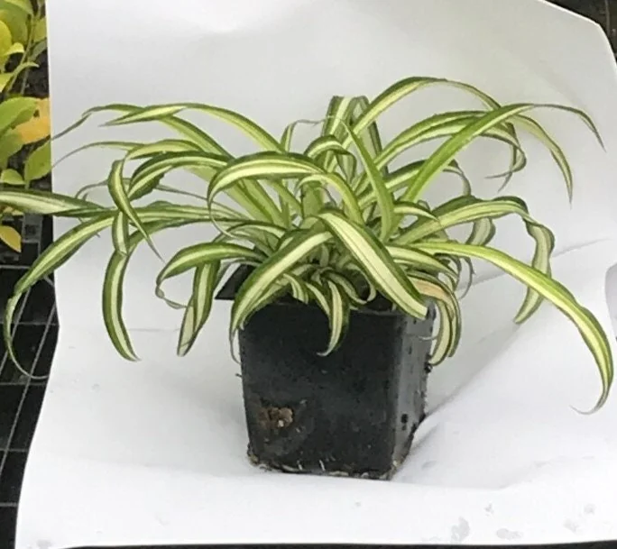 Curly Spider Plant Live Plant - 4 inch Pot - Easy Care Houseplant - Image 2