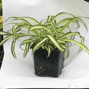 Curly Spider Plant Live Plant - 4 inch Pot - Easy Care Houseplant - Image 2
