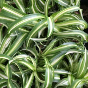 Curly Spider Plant Live Plant - 4 inch Pot - Easy Care Houseplant - Image 1