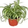 Curly Spider Plant Live Plant 6 inch Pot - Potted Houseplant Indoor - Image 1