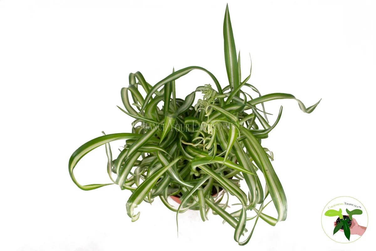 Curly Spider Plant Live Plant 6 inch Pot - Potted Houseplant Indoor - Image 2