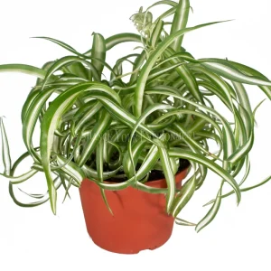 Curly Spider Plant Live Plant 6 inch Pot - Potted Houseplant Indoor - Image 1