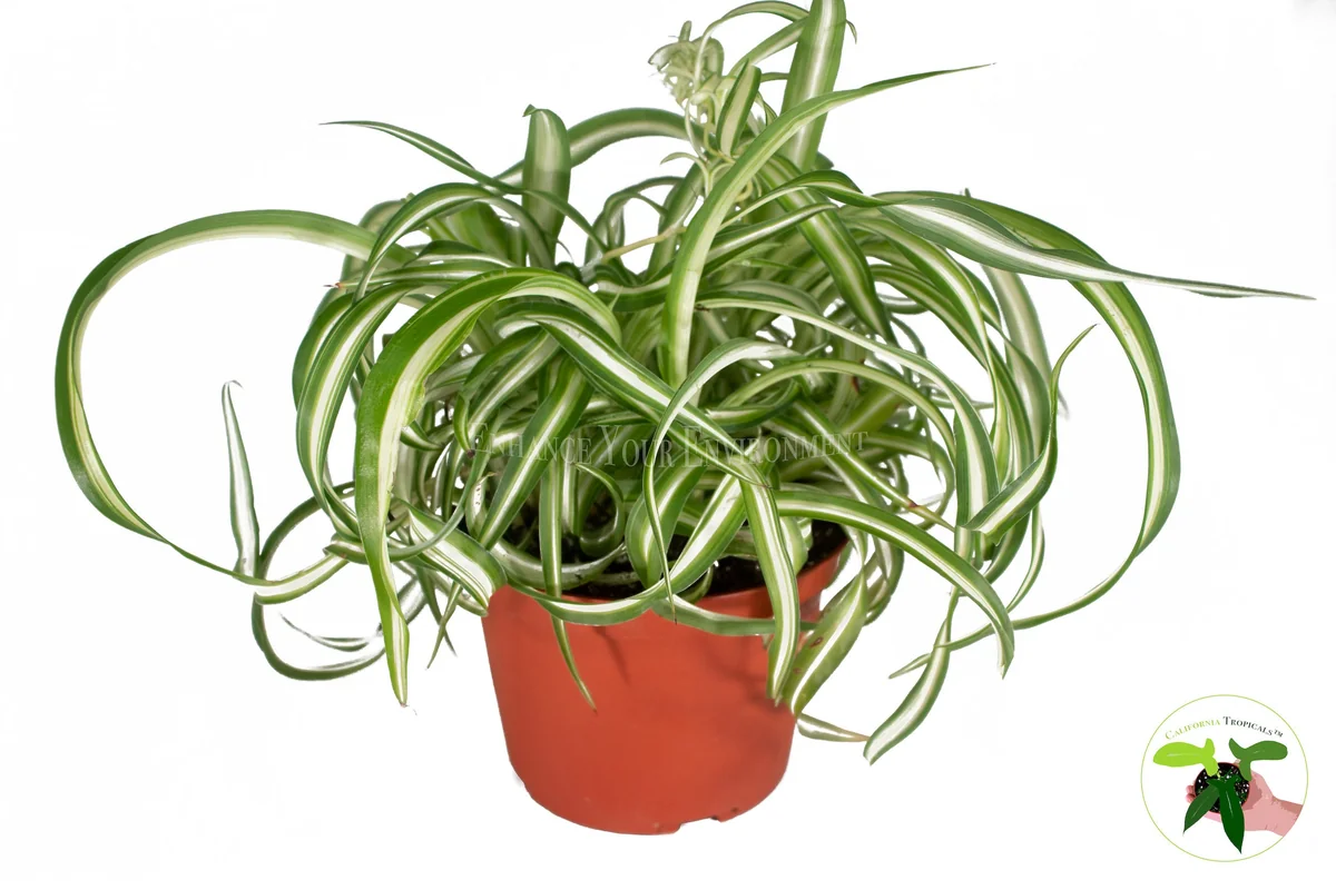 Curly Spider Plant Live Plant 6 inch Pot - Potted Houseplant Indoor - Image 1