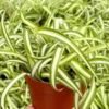 Curly Spider Plant "Bonnie", Chlorophytum Comosum, Indoor Plant, Live Plant in 4" pot - Image 1