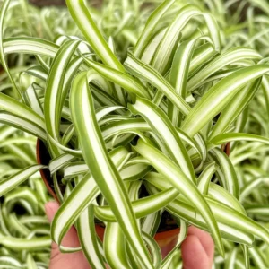 Curly Spider Plant "Bonnie", Chlorophytum Comosum, Indoor Plant, Live Plant in 4" pot - Image 2