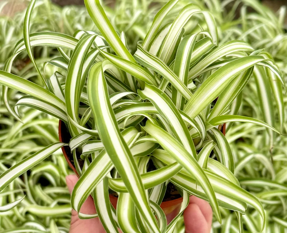 Curly Spider Plant "Bonnie", Chlorophytum Comosum, Indoor Plant, Live Plant in 4" pot - Image 2