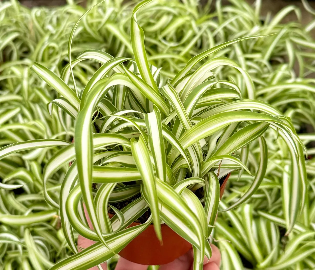 Curly Spider Plant "Bonnie", Chlorophytum Comosum, Indoor Plant, Live Plant in 4" pot - Image 3