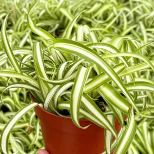 Curly Spider Plant "Bonnie", Chlorophytum Comosum, Indoor Plant, Live Plant in 4" pot - Image 1