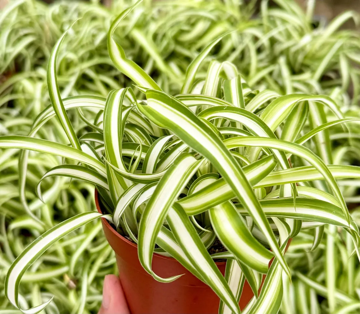 Curly Spider Plant "Bonnie", Chlorophytum Comosum, Indoor Plant, Live Plant in 4" pot - Image 4