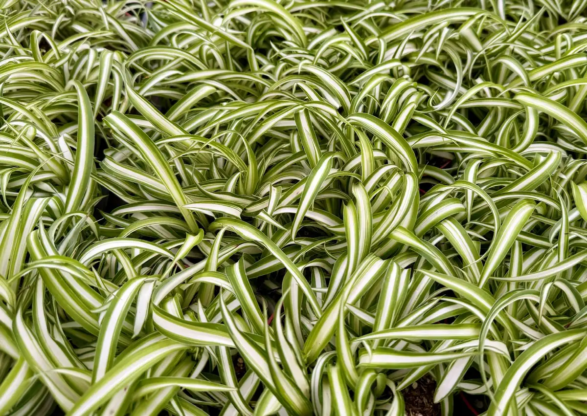 Curly Spider Plant "Bonnie", Chlorophytum Comosum, Indoor Plant, Live Plant in 4" pot - Image 5