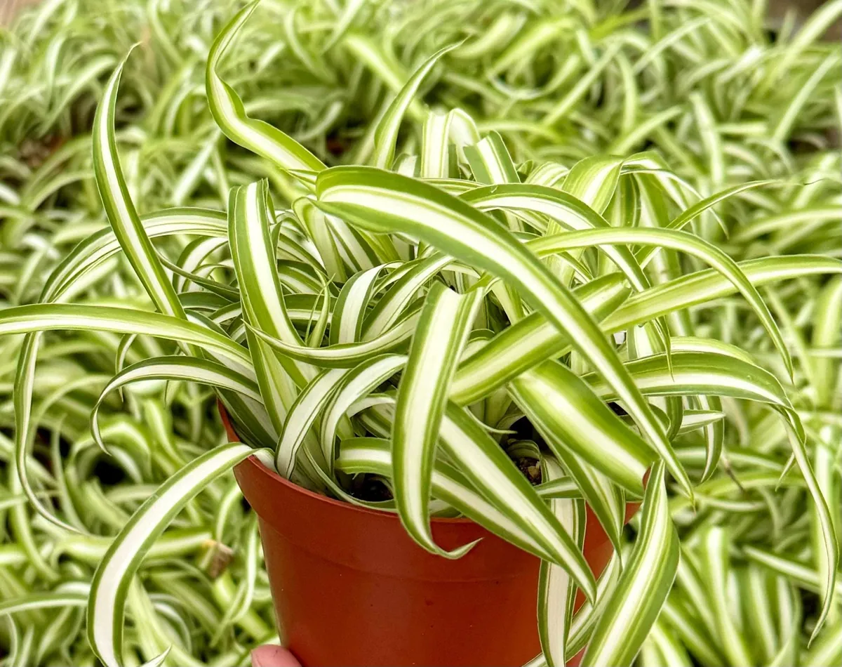 Curly Spider Plant "Bonnie", Chlorophytum Comosum, Indoor Plant, Live Plant in 4" pot - Image 1