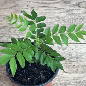 Curry Leaf Live Plant – Murraya Koenigii – 4-inch Pot – Aromatic Culinary Herb - Image 5