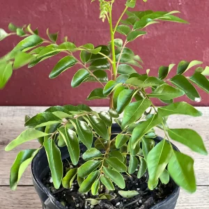 Curry Leaf Live Plant – Murraya Koenigii – 6 inch Pot – Culinary Evergreen - Image 2