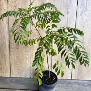 Curry Leaf Live Plant – Murraya Koenigii – 6 inch Pot – Culinary Evergreen - Image 1