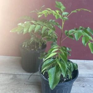 Curry Leaf Live Plant – Murraya Koenigii – 6 inch Pot – Culinary Evergreen - Image 4
