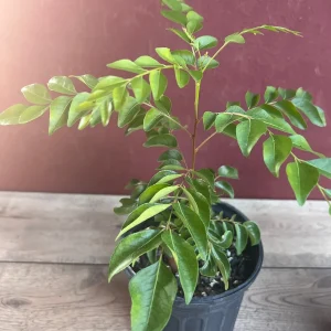 Curry Leaf Live Plant – Murraya Koenigii – 6 inch Pot – Culinary Evergreen - Image 9